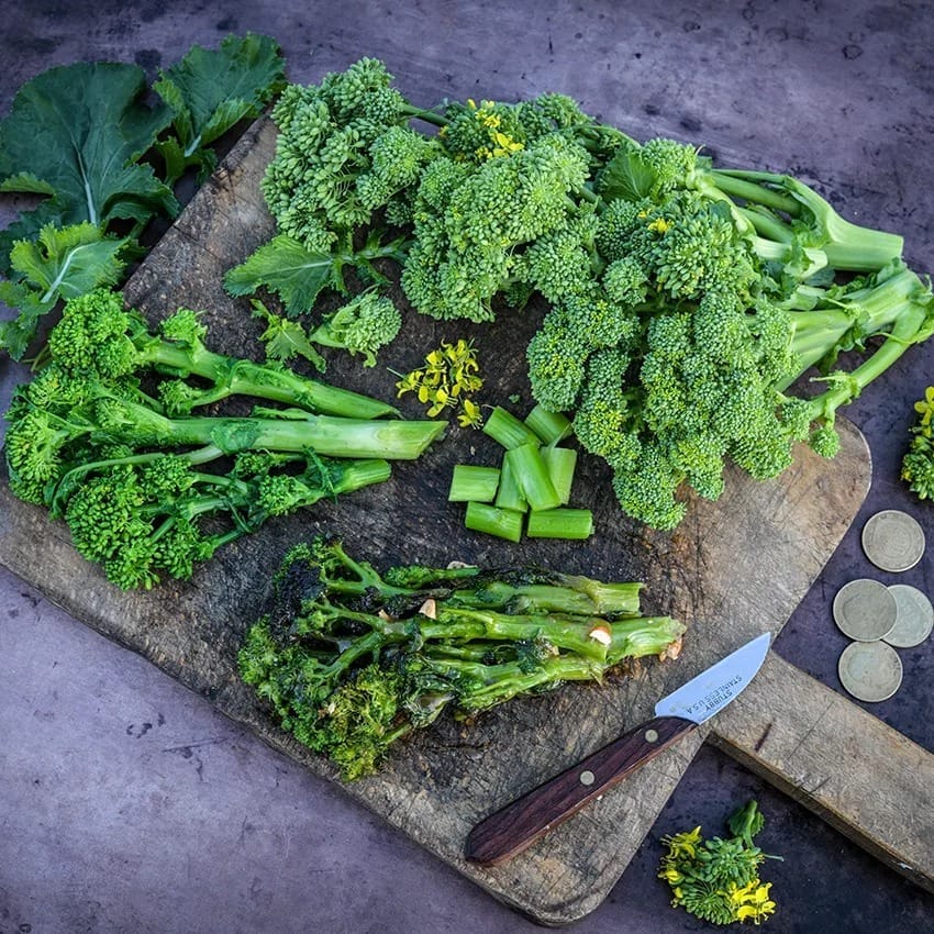 broccoli_rabe_or_rapini_natalina_di_fasano_cima_grande_lss_dsc_3495_850x850[1].jpg