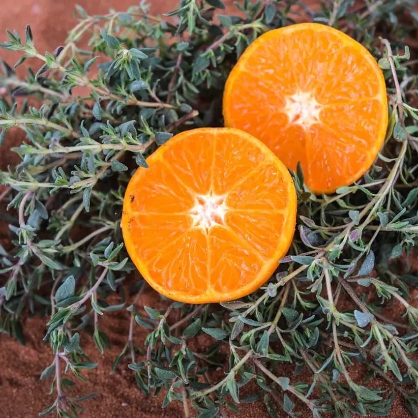 thyme-orange-or-orange-thyme-lss-dsc_5371_1x1-850x850[1].jpg