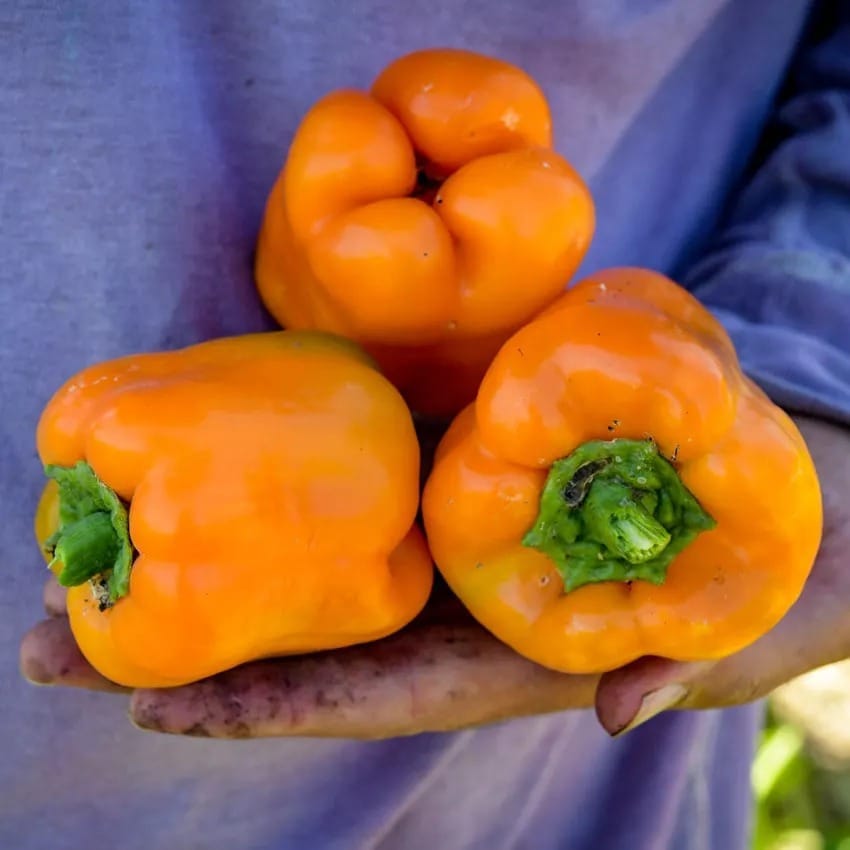 pepper-orange-bell-lss-dsc_5280_1x1-850x850[1].jpg