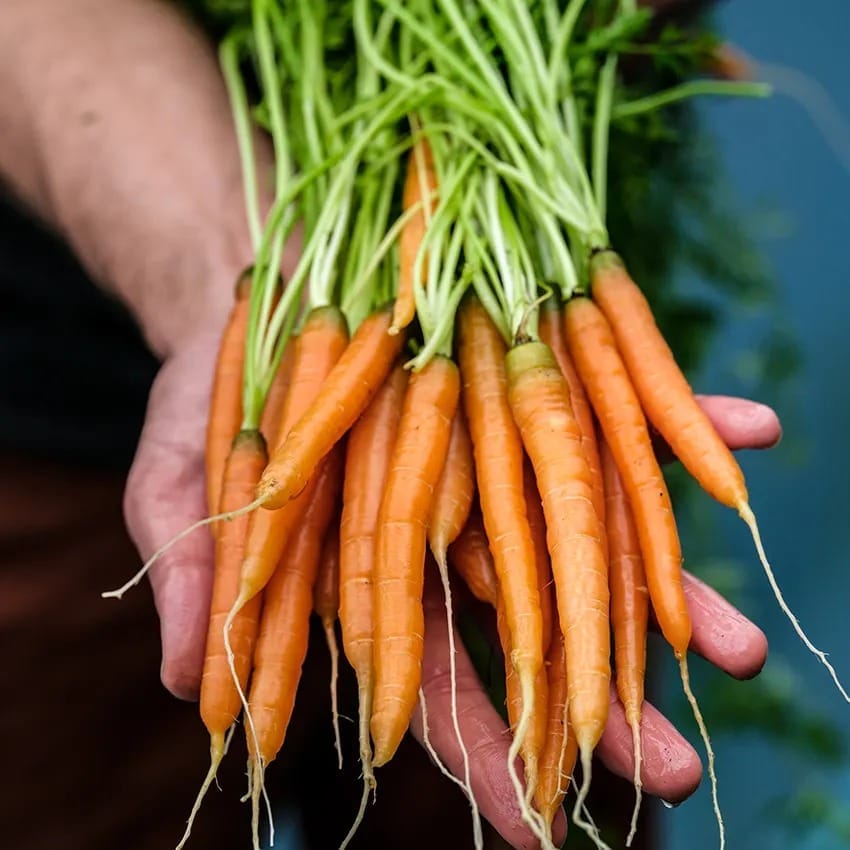 carrot_little_finger_lss_dscf0218_850x850[1].jpg