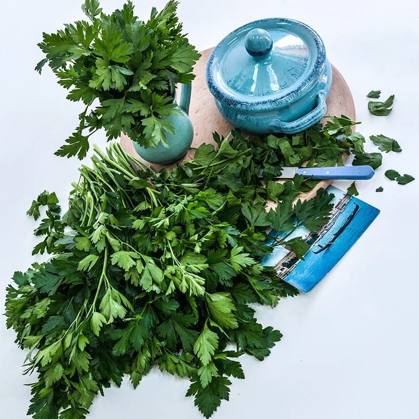 parsley_giant_of_italy_lss_dsc_3195_850x850[1].jpg