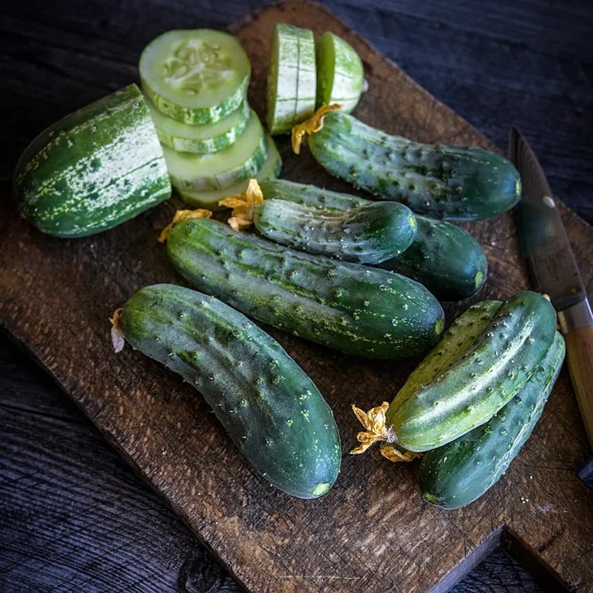 cucumber_dar_lss_dsc_8238_850x850[1].jpg